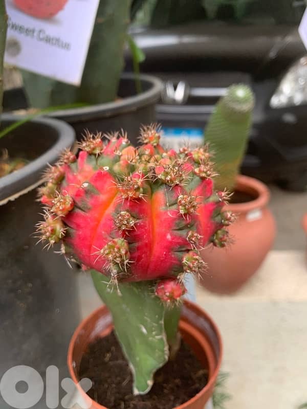 colored cactus seedlings 1