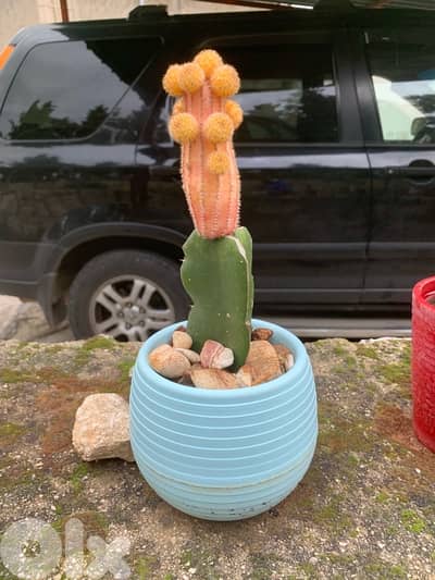 yellow cactus plant