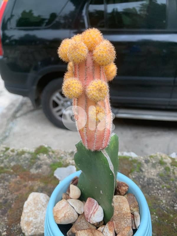 yellow cactus plant 1