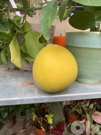 شجر بوملي قلب أبيض مثمر