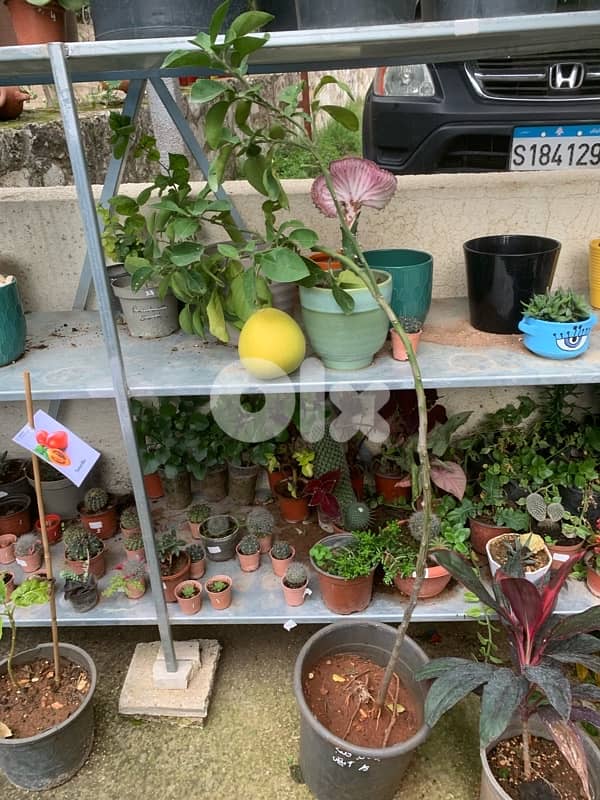 شجر بوملي قلب أبيض مثمر 1