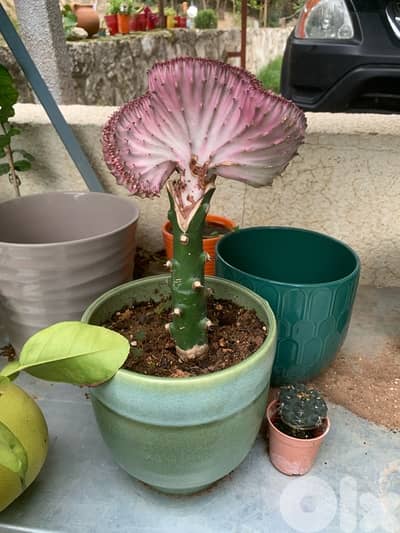 نباتات زينة طبيعية