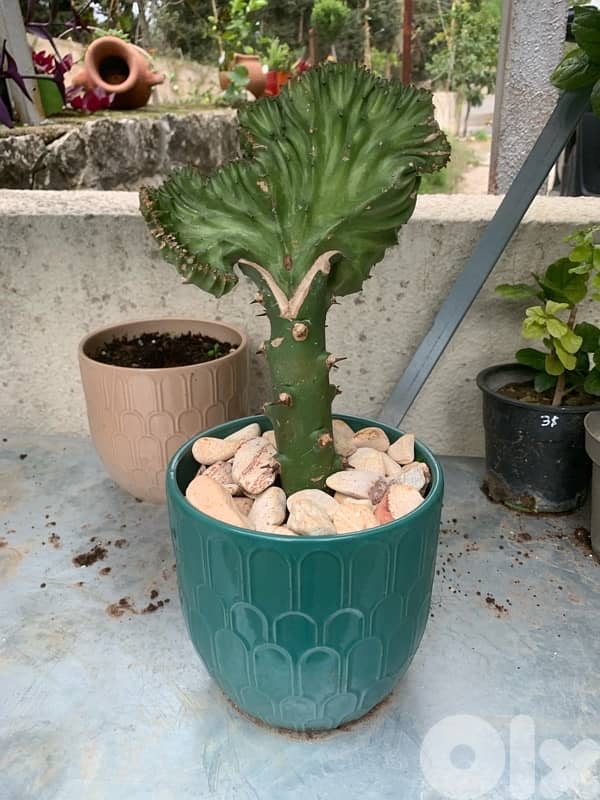 نباتات زينة طبيعية 1