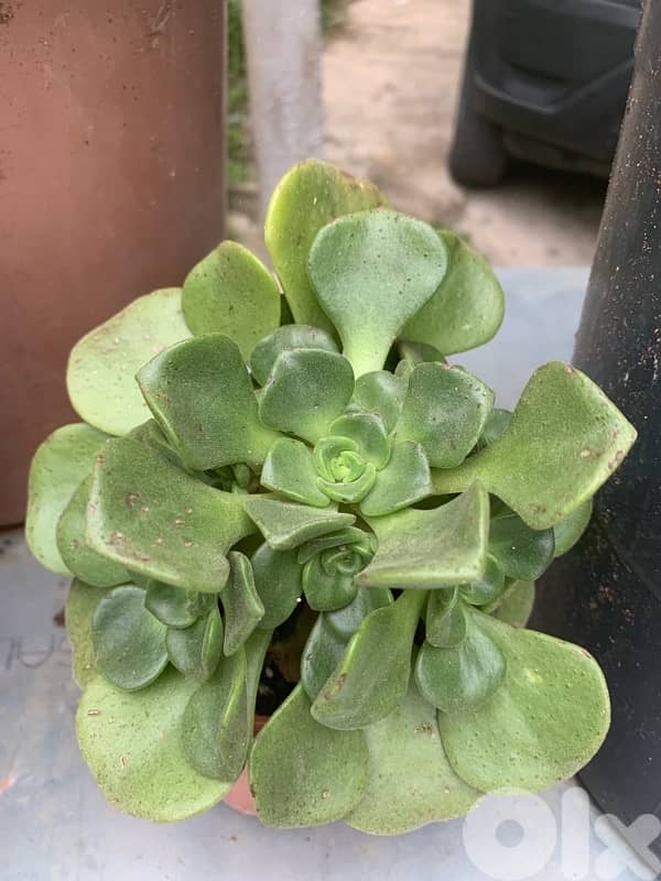 نباتات زينة طبيعية 2