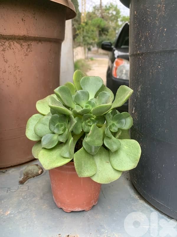 نباتات زينة طبيعية 3