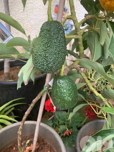 شجر أفوكا Lamb hass مثمر