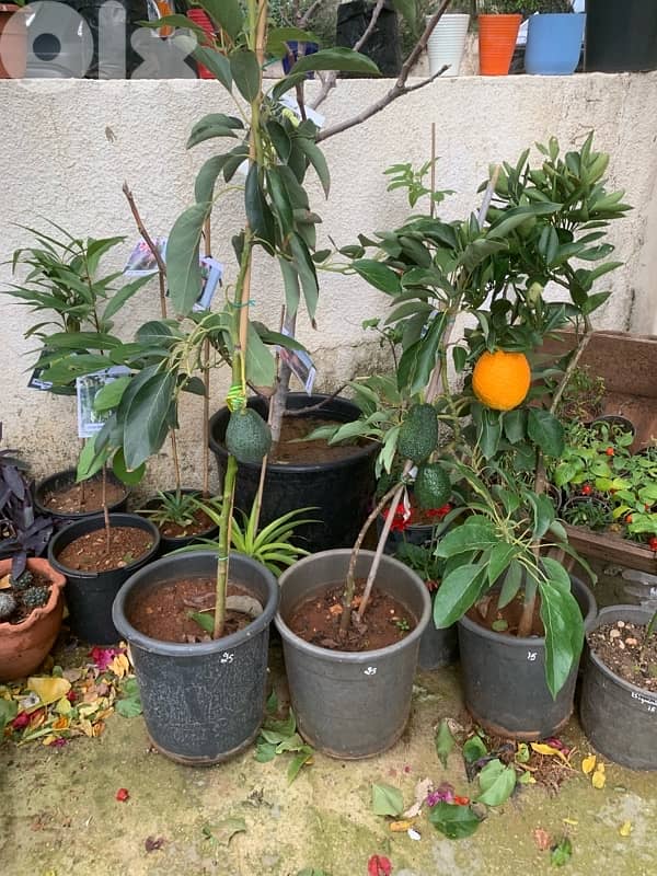 شجر أفوكا Lamb hass مثمر 1