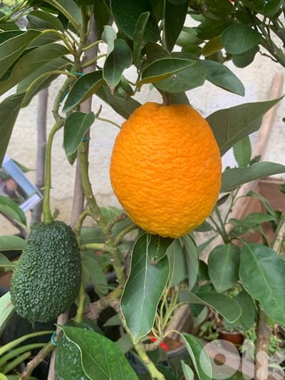 شجر ليمون حلو للأكل و للعصير مثمر