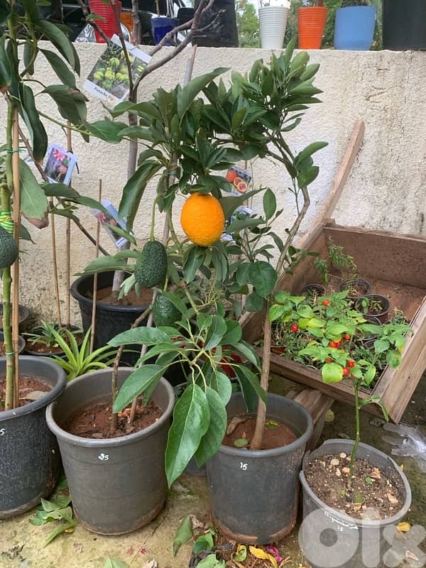 شجر ليمون حلو للأكل و للعصير مثمر 1