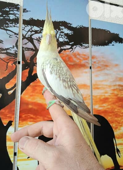 كروان سوبر ترويض