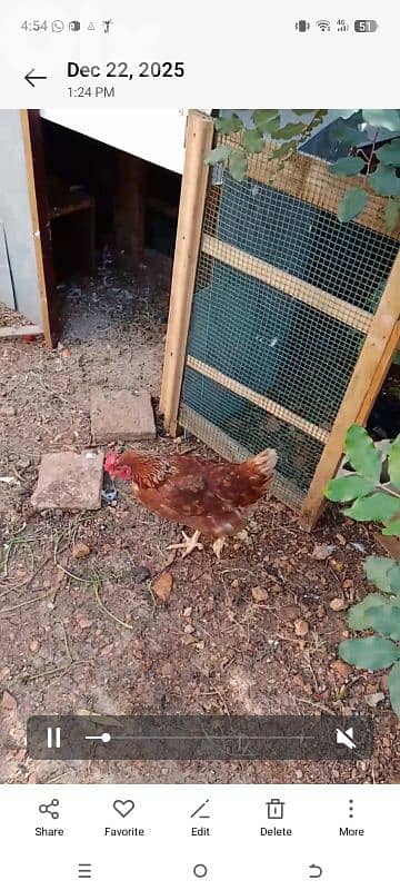 دجاج للبيع 1