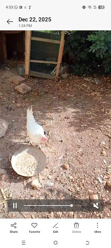 دجاج للبيع 2