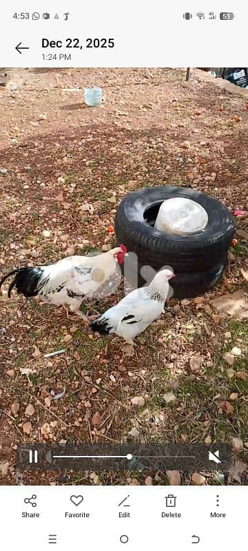 دجاج للبيع 3