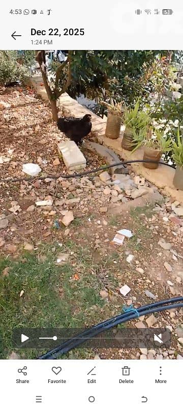 دجاج للبيع 4