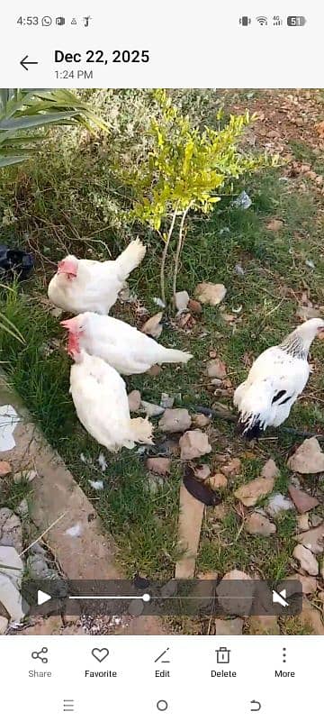 دجاج للبيع 5