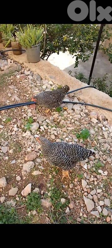 دجاج للبيع 6