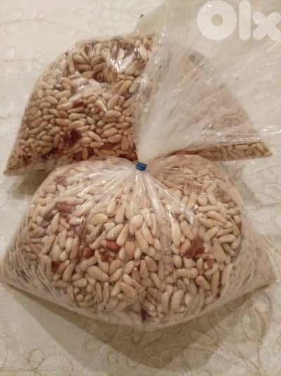 Pignon de PIN -  Metn - Mont Liban. صنوبر بلدي -  المتن - جبل لبنان