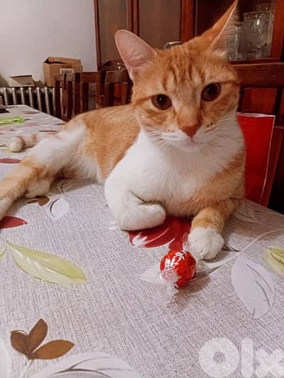 FornAdoption ' Nurtured and Vaccinated Cat