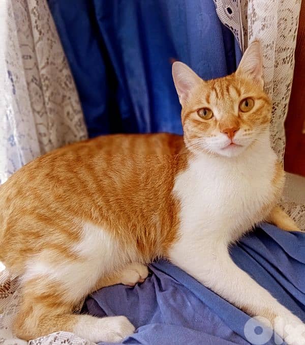 FornAdoption ' Nurtured and Vaccinated Cat 1