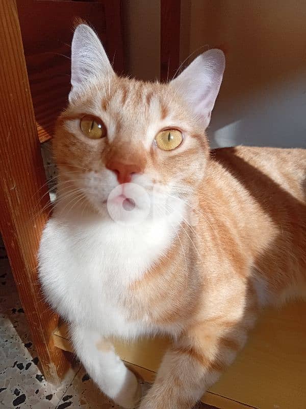 FornAdoption ' Nurtured and Vaccinated Cat 2