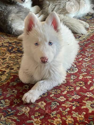 siberian husky , pure breed