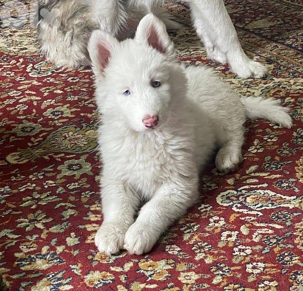 siberian husky , pure breed 1