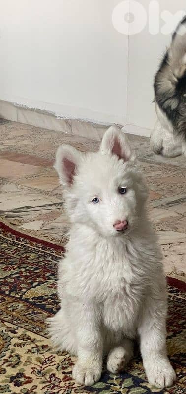 siberian husky , pure breed 2