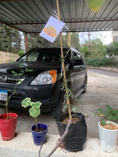 mango passion fruit seedlings