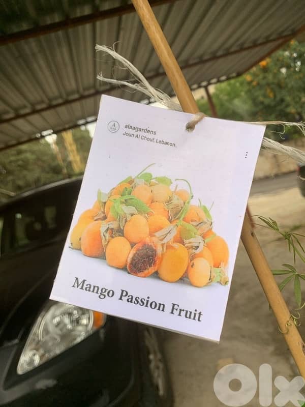 mango passion fruit seedlings 1