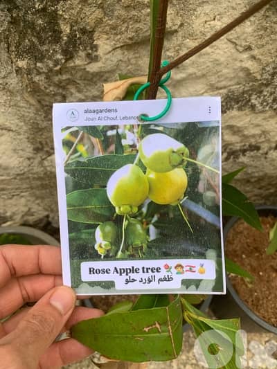 rose apple trees شجر تفّاح الورد
