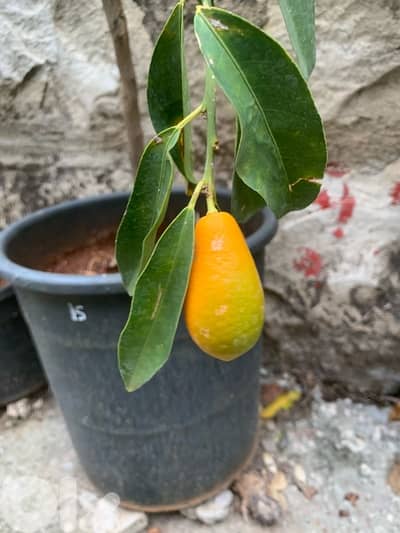 giant kumquat fruit trees