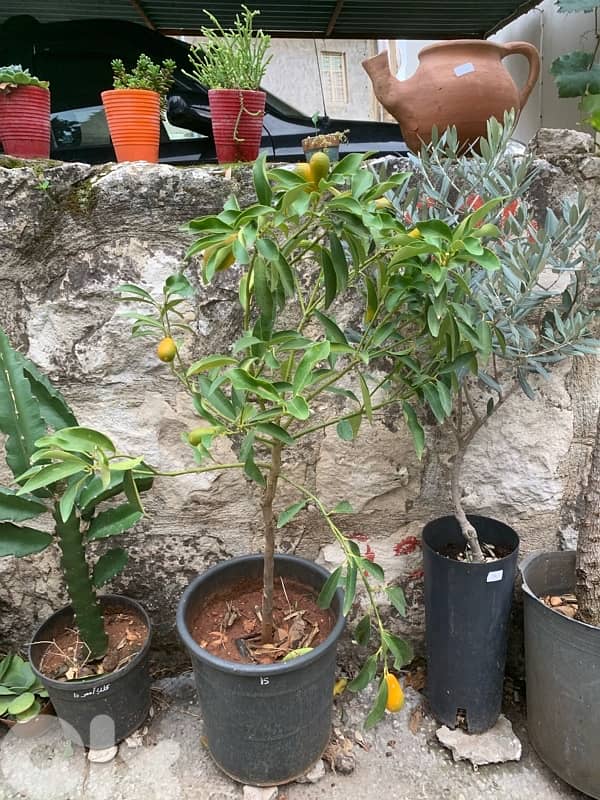 giant kumquat fruit trees 1