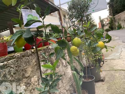 Seedless American green lime tree