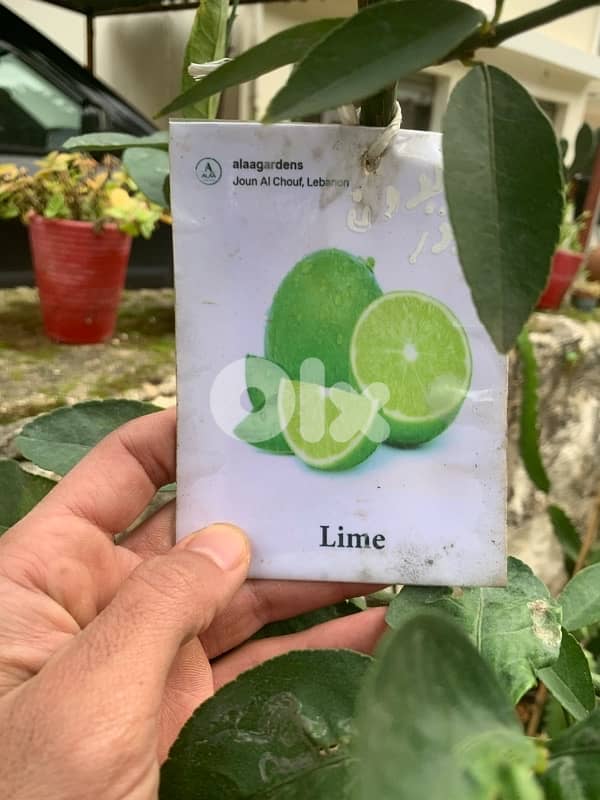 Seedless American green lime tree 1