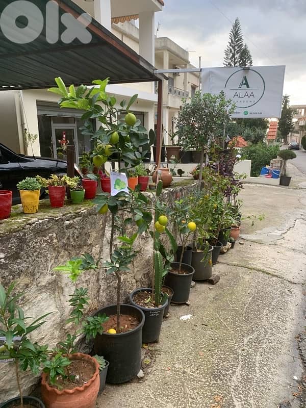 Seedless American green lime tree 2