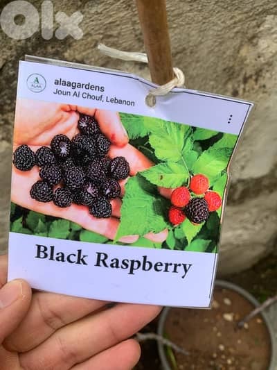 Black raspberry seedlings