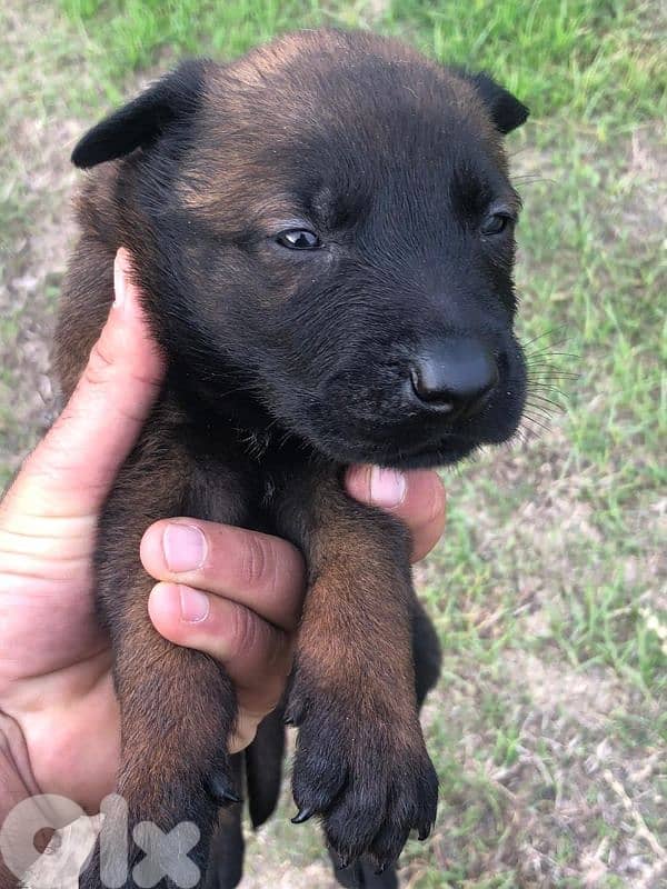 Malinois puppies 5 male and one female 1