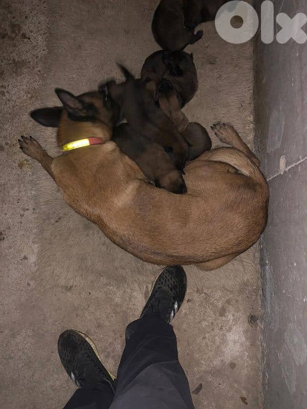 Malinois puppies 5 male and one female 2