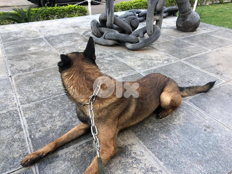 Malinois puppies 5 male and one female 3