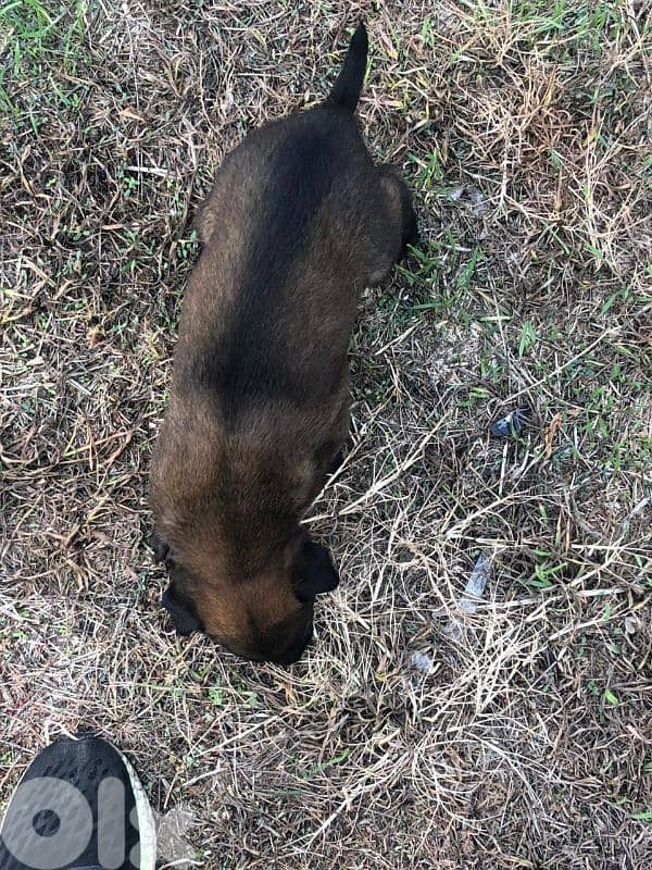 Malinois puppies 5 male and one female 4