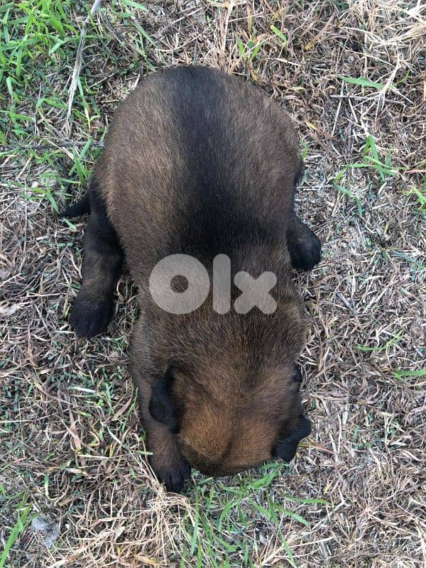 Malinois puppies 5 male and one female 5