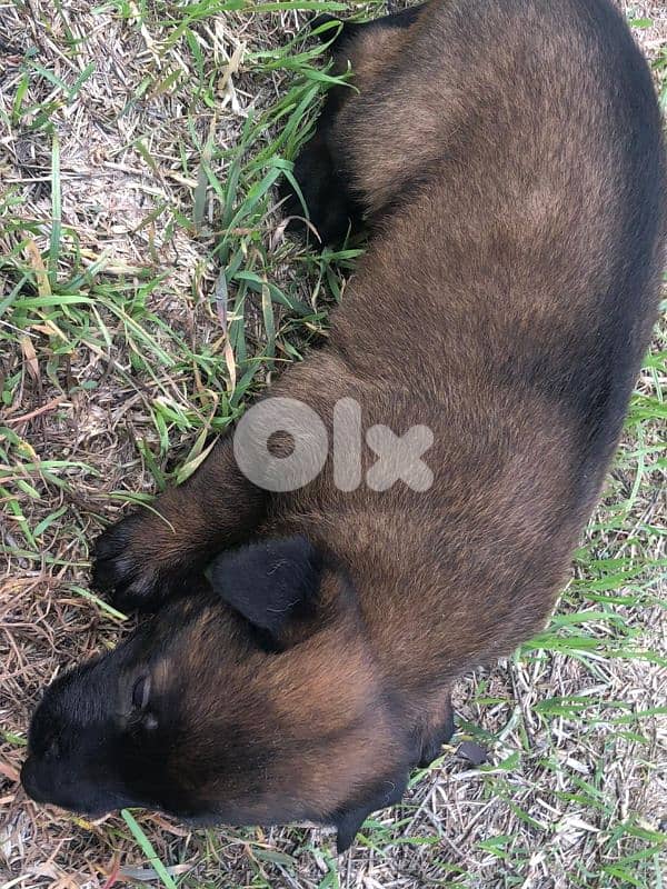 Malinois puppies 5 male and one female 6