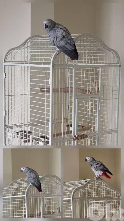 Casco Grey Parrot ببغاء كاسكو