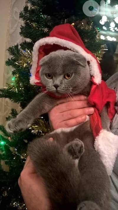 scottish female 70485808