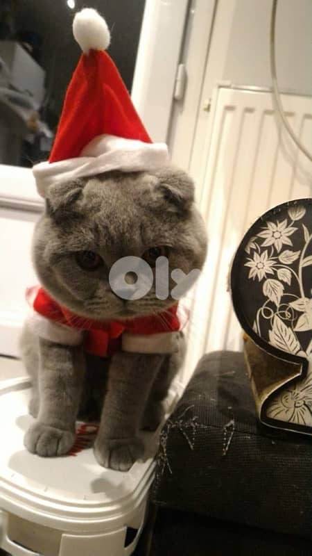 scottish female 70485808 1