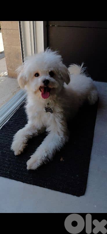 Maltipoo for adopting 1