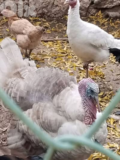 حبش للبيع ودجاج بلدي