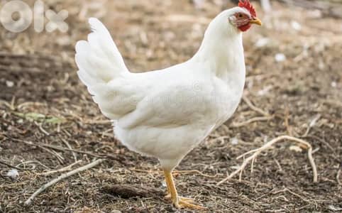 دجاج اسباني بوفنس اول بيض