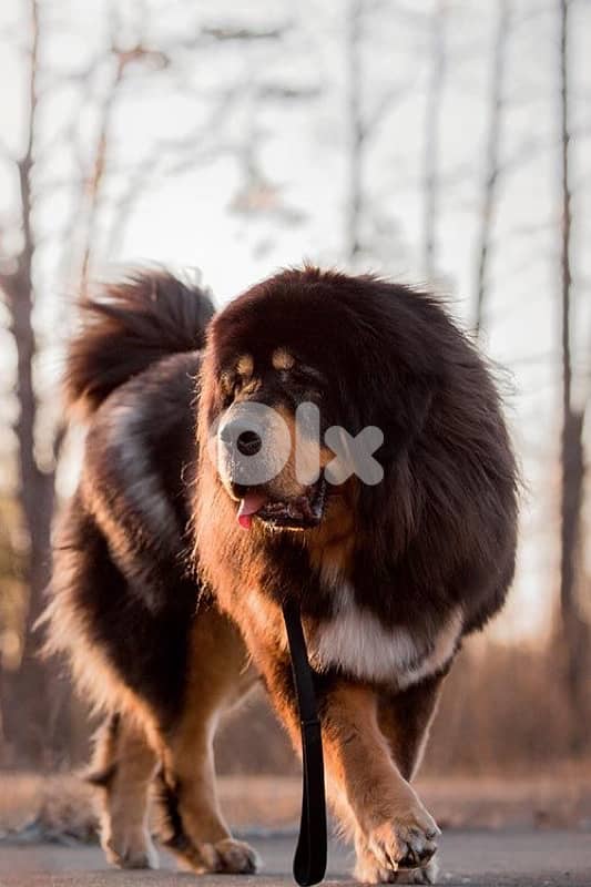Tibetan mastif 1