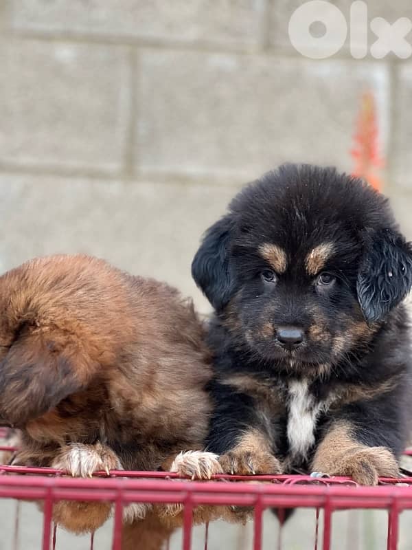 Tibetan mastif 2